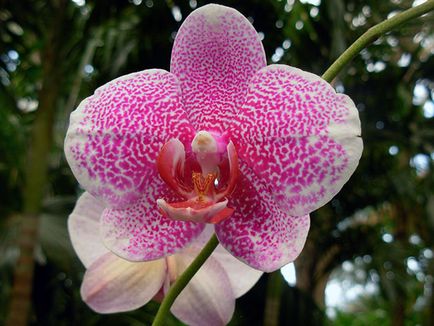 Отглеждане орхидеи у дома - затруднения; тайните на грижите за орхидея къща, трансплантация