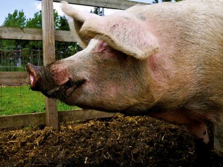 Отглеждане на свине у дома като бизнес, бизнес план
