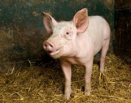 Отглеждане на свине у дома като бизнес, бизнес план