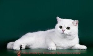 Всички британската порода котки порода описание, характеристики, функции, знаци, отличителен