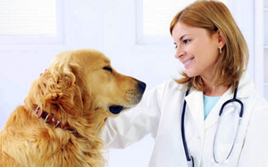 Всички подкожно кърлеж при кучета лечение и превантивни мерки