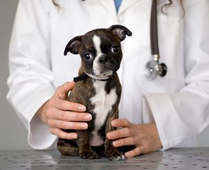 Всички подкожно кърлеж при кучета лечение и превантивни мерки