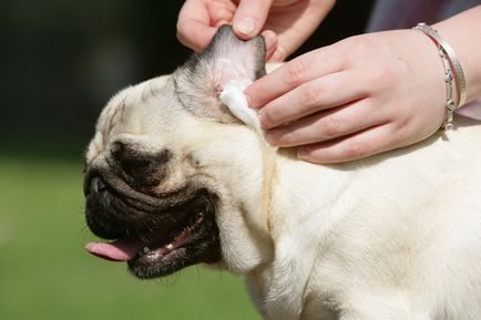 Информация за това как да почистите ушите на кучето у дома, и какво означава да се използва
