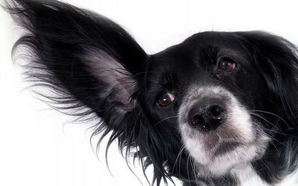 Информация за това как да почистите ушите на кучето у дома, и какво означава да се използва