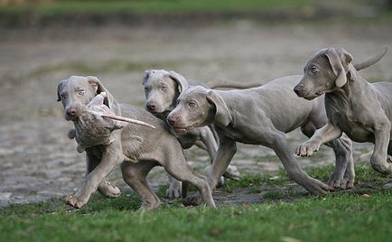 Всичко за животните - Weimaraner, всичко за животните