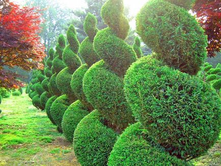 Иглолистни в снимките градината и дизайн и идеи с примери за използването на иглолистни дървета