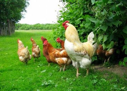 Яйце пиле порода в България