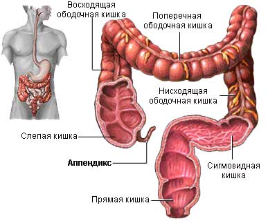 Защо е необходимо приложение защо разработването на апендицит (приложението) Защо е необходимо приложение защо разработването на апендицит