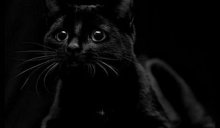 Обектите котка (котка) Обектите котка