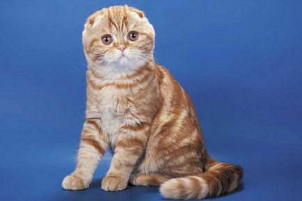 Списание всеки (котка) през октомври 2016 г., един приятел - портален сайт за любители на домашни любимци