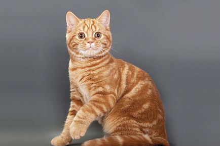 Списание всеки (котка) през октомври 2016 г., един приятел - портален сайт за любители на домашни любимци