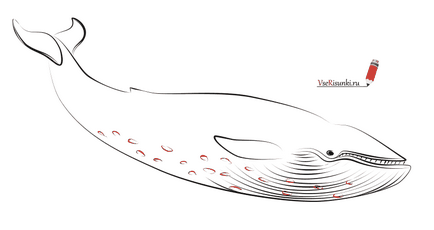 Cum de a desena o balenă etape creion