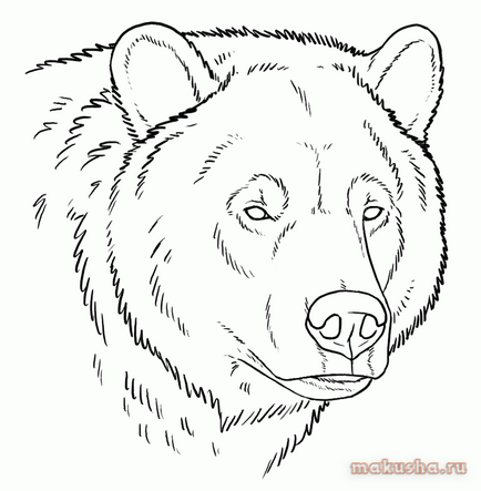 Desenați capul unui urs în etape - cum să atragă un chip grizzly etape creion  urs