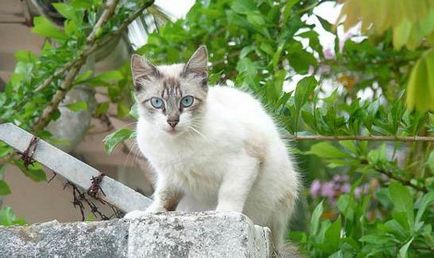 fotografii Ojos Azules pisica, pret, descriere rasa, caracter