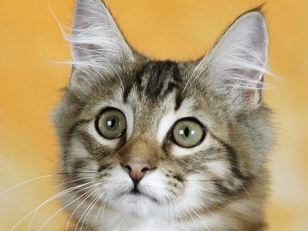 Cat хермафродит от Канада ще бъде котка 1
