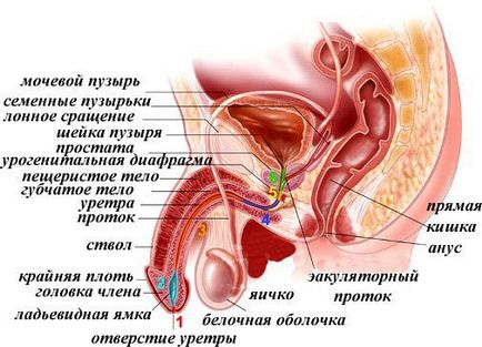 prosztatagyulladás és tünetei)