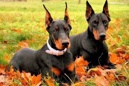 Áttekintés a kutyafajták dobermann szabvány, leírás, gondozás és fotó képviselői