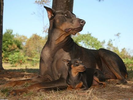 Áttekintés a kutyafajták dobermann szabvány, leírás, gondozás és fotó képviselői