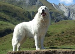 Fajta leírása pireneusi hegyi kutya standard ellátás, fotó és videó