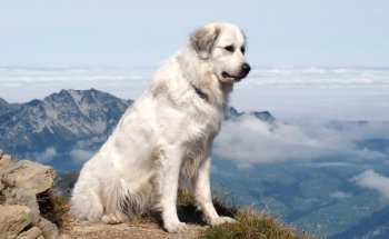 Fajta leírása pireneusi hegyi kutya standard ellátás, fotó és videó