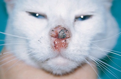 Pikkelysejtes rák kutyák és a macskák, az állatorvos