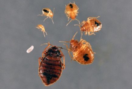 Sokszorosítása ágyi poloskák a lakásban időzítése bug