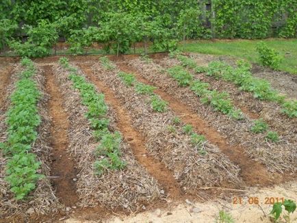 Cultivarea cartofi fără a săpat pământul - peisajul - și paturi gradina