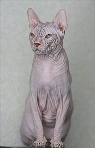 Kohona (хавайски без козина котка) - описание на порода котка снимка, природа, размер, грижа, цена