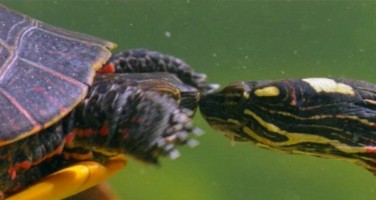 curtare Turtle sau comportamentul de împerechere de broaște țestoase -  Totul despre țestoase și țestoase