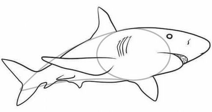 Cum de a desena un creion etape de rechin - lecții de desen - utile cu  privire la
