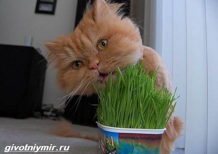 Трева за котки 1