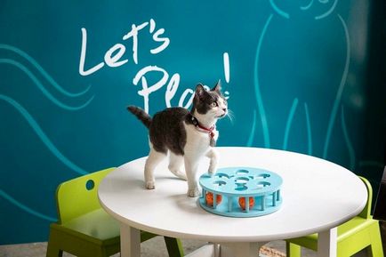 Cat Café pentru iubitorii de pisici, toate pisoi preferate si pisicile ^ _ ^ (Cat Café) cafenea Cat pentru iubitorii de pisici, toate pisoi preferate si pisicile ^ _ ^