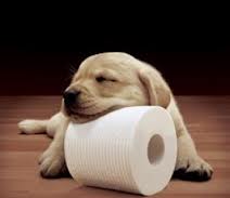Как да се научи кучето си до тоалетната моите статии - Издател - човешки куче-приятел