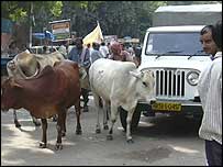 Би-би-си, хора и обичаи, Делхи отива на лов за крави
