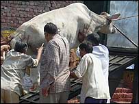 Би-би-си, хора и обичаи, Делхи отива на лов за крави