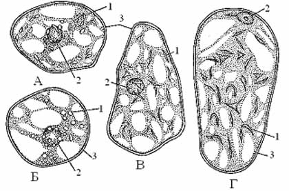 Пластиди и техните видове