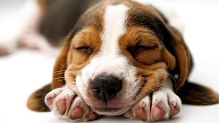 câine Beagle - descriere rasa, caracter, fotografie, îngrijire și întreținere