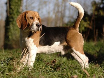 câine Beagle - descriere rasa, caracter, fotografie, îngrijire și întreținere
