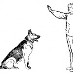 Как да се повиши куче, кученца уелски Corgi