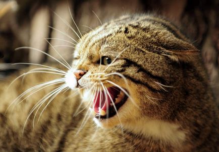 Metode de a face față stresului la pisici si de droguri pentru a ajuta la calmarea animalului
