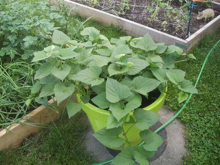 10 Fructe și legume care pot fi cultivate din nou