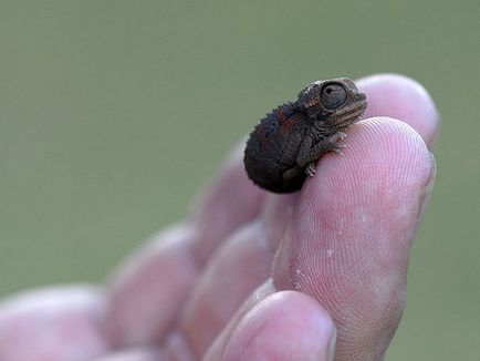 15 Puii de animale, a căror mumminess este în afara scalei - emunto