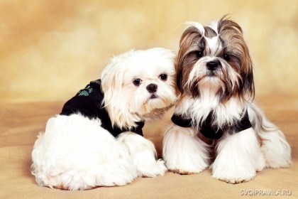 15 Cele mai frumoase rase de câini mici