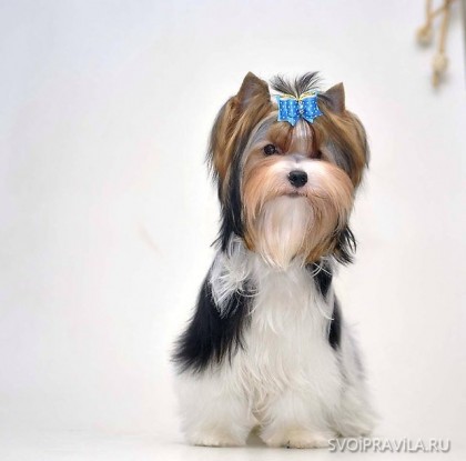 15 Cele mai frumoase rase de câini mici
