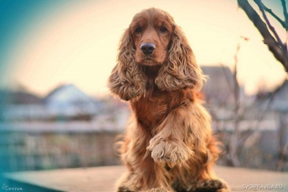 15 Найкрасивіших порід маленьких собак
