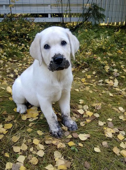 30 Câini, ale căror proprietari au regretat foarte mult că au dezlegat lesa