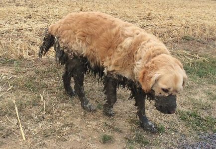 30 Собак, чиї господарі сильно пошкодували, що відстебнув поводок