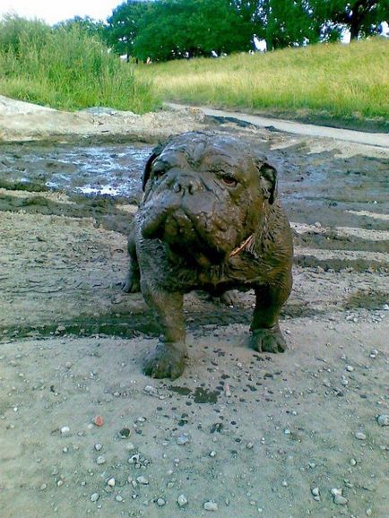 30 Dogs amelynek tulajdonosai nagyon sajnálta, hogy kikapcsolta a póráz