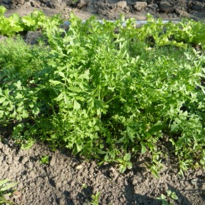 3. leggyorsabban növekvő zöldség - kert gond nélkül