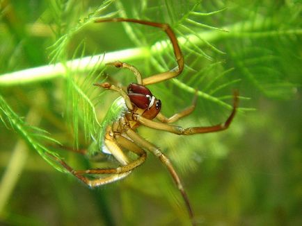 7 Interesante despre păianjeni și păianjeni